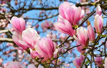 Magnolia blossoms over clear blue sky